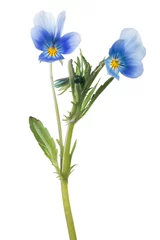 Photo sur Plexiglas Pansies two pansy blue blooms on stem