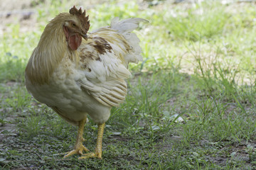 Rooster standing on the grass.