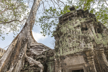 Naklejka premium Ta Prohm temple in Angkor, Cambodia. Secular spunge tree roots over the temple