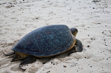 Sea turtle on the beach in Diani Beach, Kenya