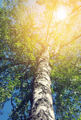 Fototapeta premium birch tree foliage in morning light with sunlight
