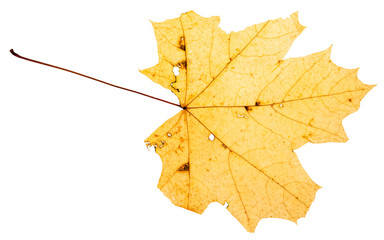 yellow leaf of maple tree isolated