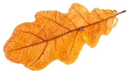 Naklejka na ściany i meble yellow dried leaf of oak tree isolated on white