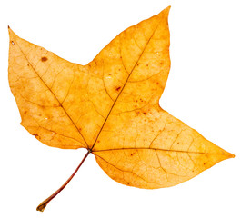 Obraz premium yellow autumn three-lobed leaf of maple tree