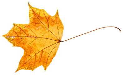 yellow and orange autumn leaf of maple tree