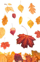 falling red and yellow leaves isolated