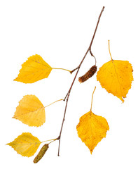 branch with yellow autumn leaves of birch tree