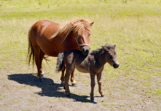 Perdemutter mit Fohlen auf einer Weide