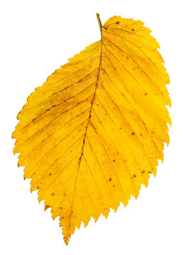 yellow autumn leaf of elm tree isolated on white