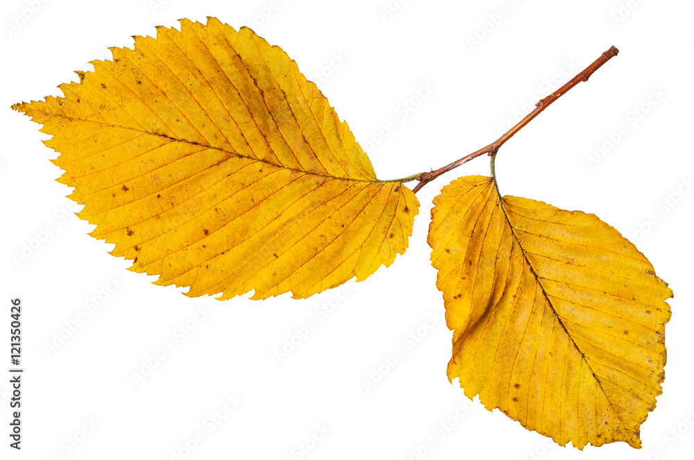 Canvas Prints twig with yellow autumn leaves of elm tree
