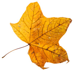 yellow dried leaf of maple tree isolated