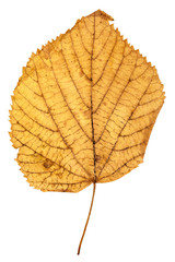 yellow autumn leaf of linden isolated
