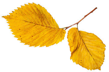 Obraz premium twig with yellow autumn leaves of elm tree