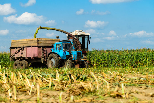 harvesting corn crop with tractor