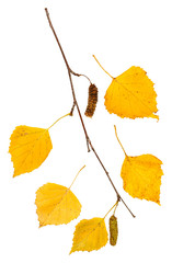 twig with yellow autumn leaves of birch tree
