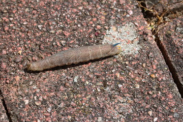 Raupe des Lindenschwärmers kurz vor der Verpuppung, Schmetterling, Minas tiliae
