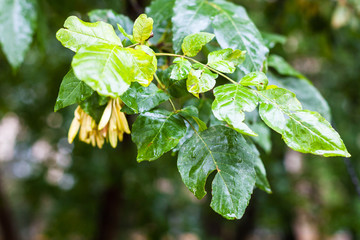 rain drops on green leaves of ash tree in autumn