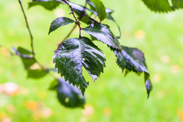 rain drops on green leaves of elm tree in autumn