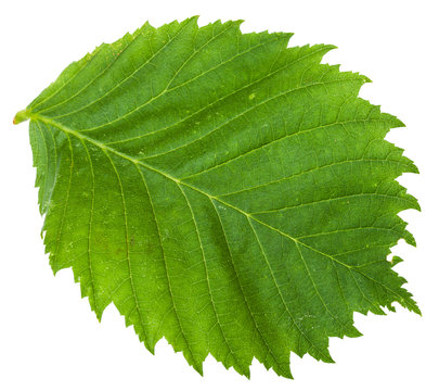 green leaf of Elm tree isolated