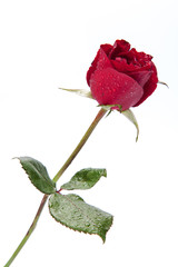 Fototapeta premium Red rose isolated on white background.