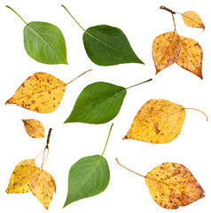 Naklejka premium zestaw z zielonych i żółtych jesiennych liści topoli