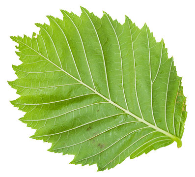 back side of green leaf of Elm tree isolated