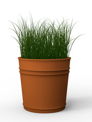 green grass in clay pot on white background