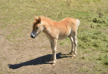 junges Fohlen auf einer Koppel