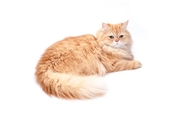 Persian cat on a white background.