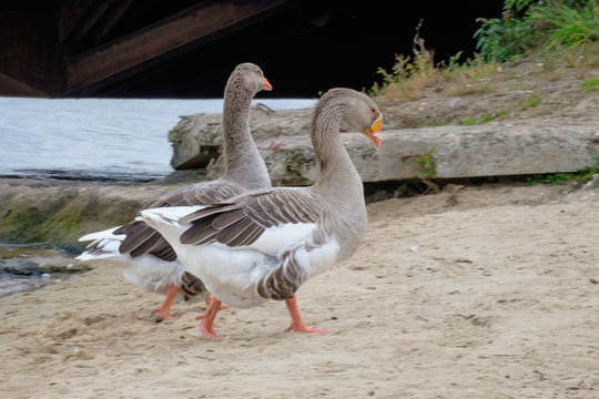 Два серых гуся прогуливаются по берегу реки 