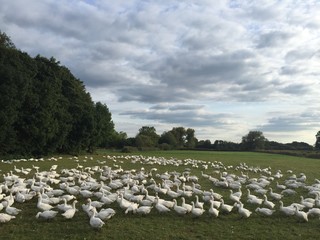 gänse freilandhaltung