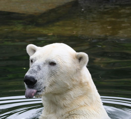 Fototapeta premium Polarbear