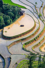 Beautiful terraced rice field in Hoang Su Phi in Vietnam