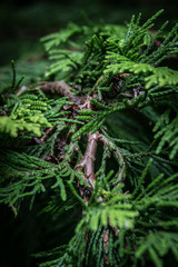 Green Pine tree macro