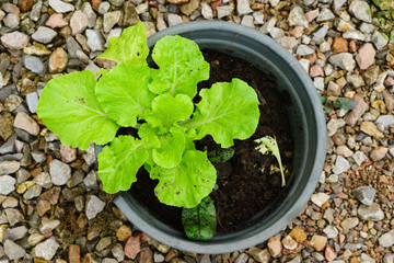Vegetables hydroponics