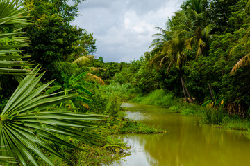 Fototapeta na wymiar Jungle river