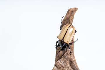 Five-horned Rhinoceros Beetle