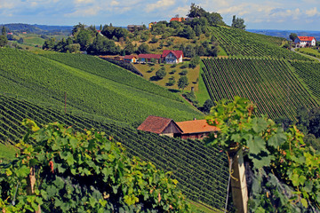 Südsteirische Weinberge