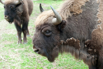 Bisons d'Europe