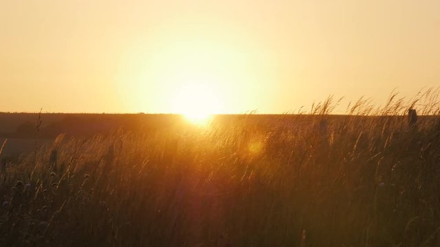 Grass is bending in the wind during sunset