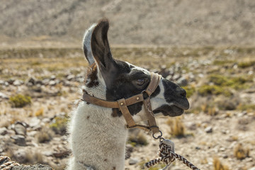 Harnessed llama