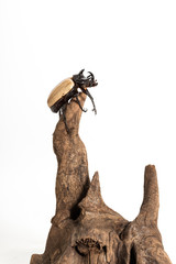 Five-horned Rhinoceros Beetle