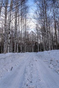 birch winter road forest snow