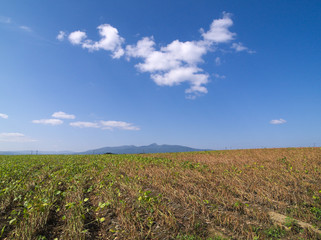 Fototapeta na wymiar 北海道の大地と青空
