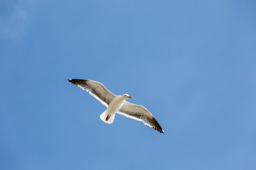 Fototapeta na wymiar flying seagull 2