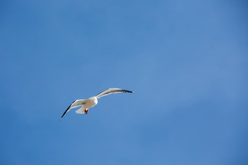 flying seagull