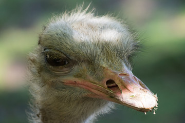 La t&ecirc;te de l'autruche