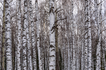 Obraz premium trunks birch forest snow trees