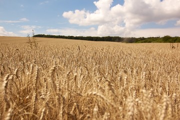 Wheat field