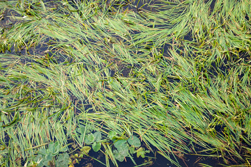 Algae in the river